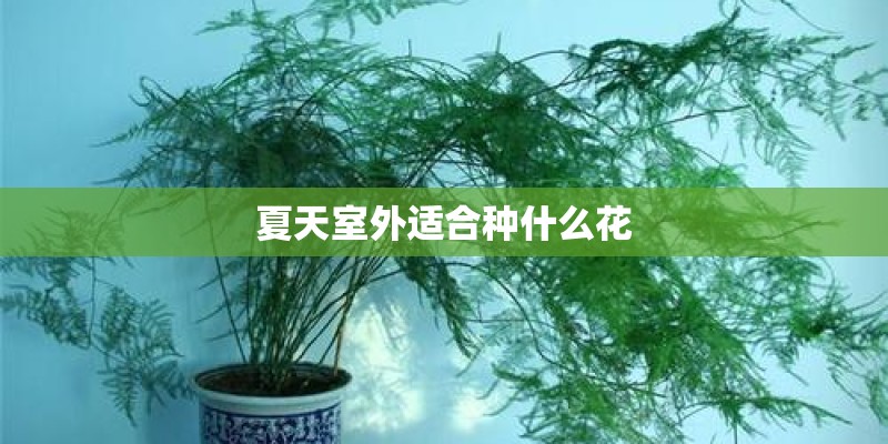 夏天室外适合种什么花