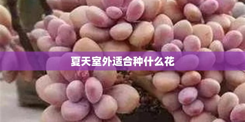 夏天室外适合种什么花