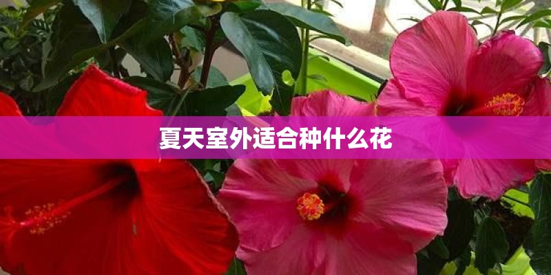 夏天室外适合种什么花