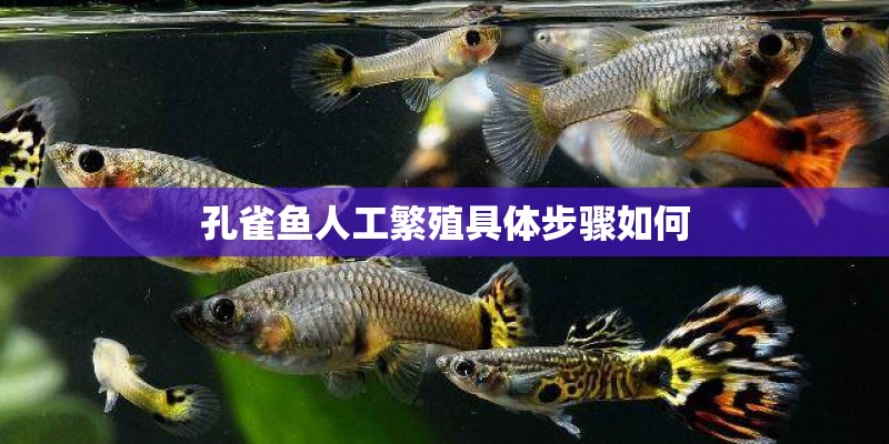 孔雀鱼人工繁殖具体步骤如何