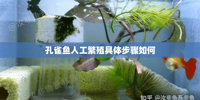 孔雀鱼人工繁殖具体步骤如何