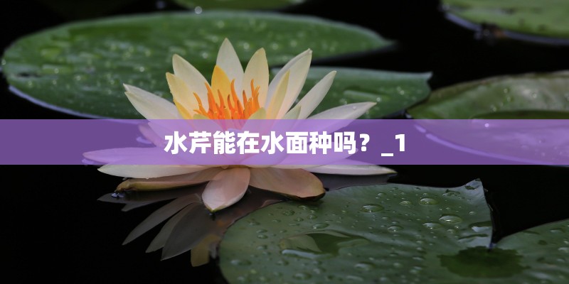 水芹能在水面种吗？_1