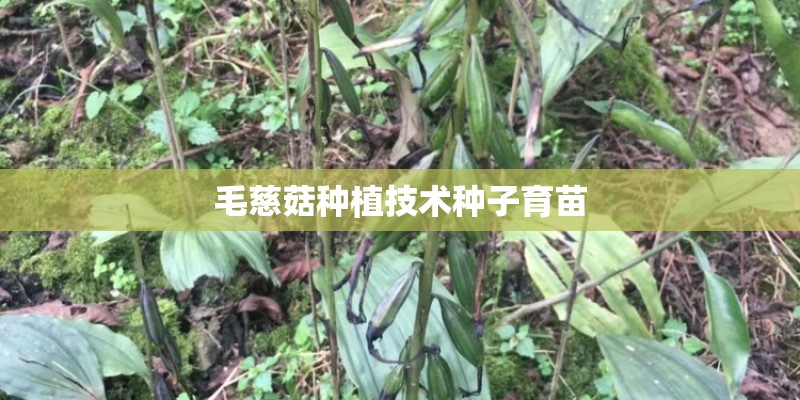 毛慈菇种植技术种子育苗
