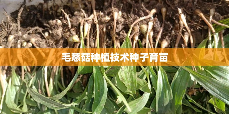 毛慈菇种植技术种子育苗