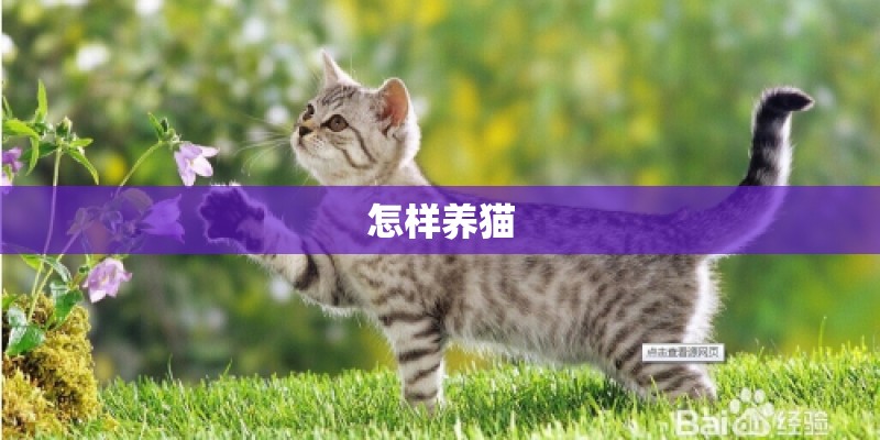 怎样养猫