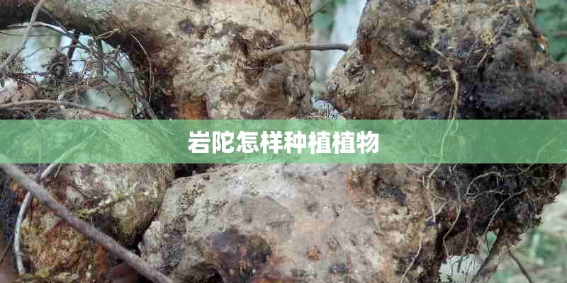 岩陀怎样种植植物