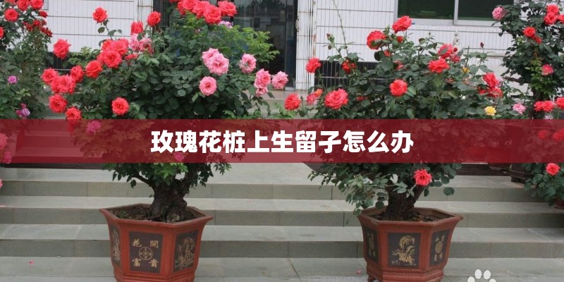 玫瑰花桩上生留孑怎么办