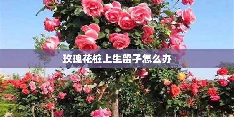 玫瑰花桩上生留孑怎么办