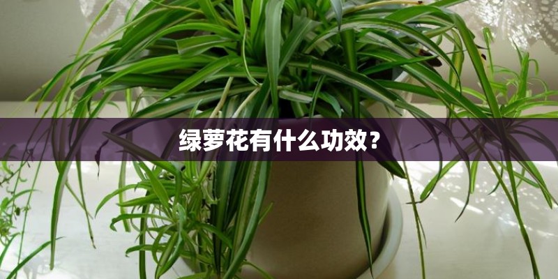 绿萝花有什么功效？