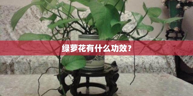 绿萝花有什么功效？