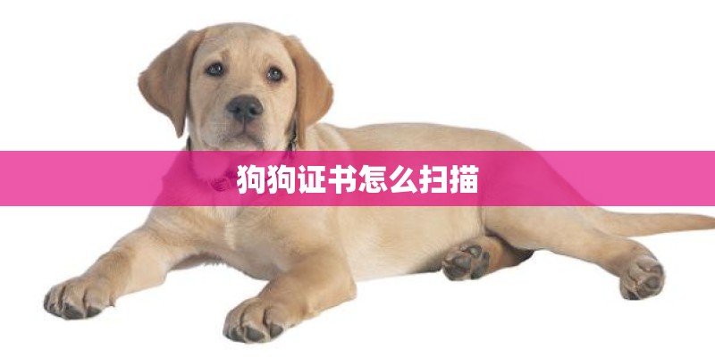 狗狗证书怎么扫描