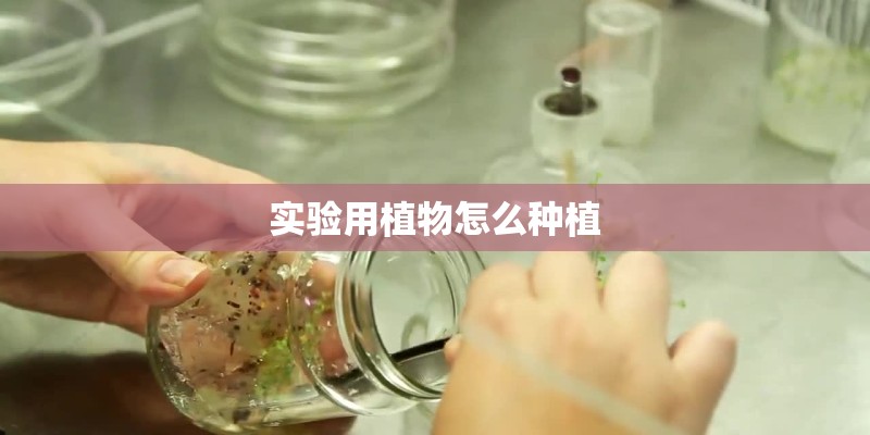 实验用植物怎么种植