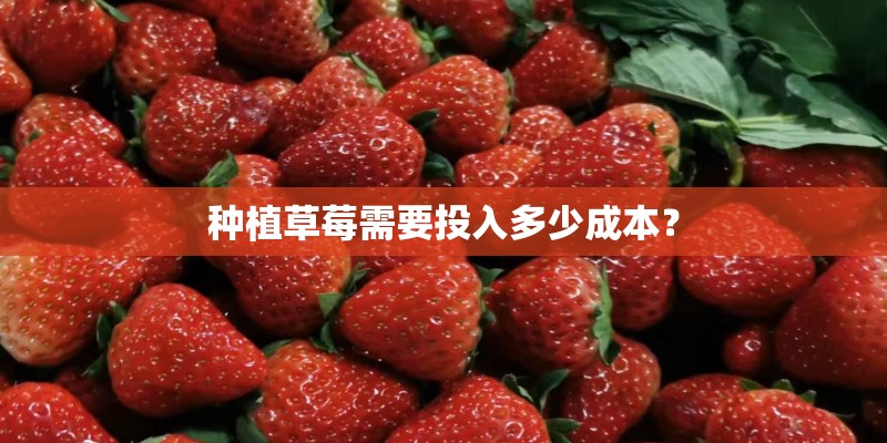 种植草莓需要投入多少成本？