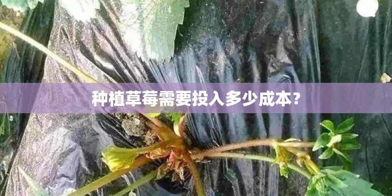 种植草莓需要投入多少成本？