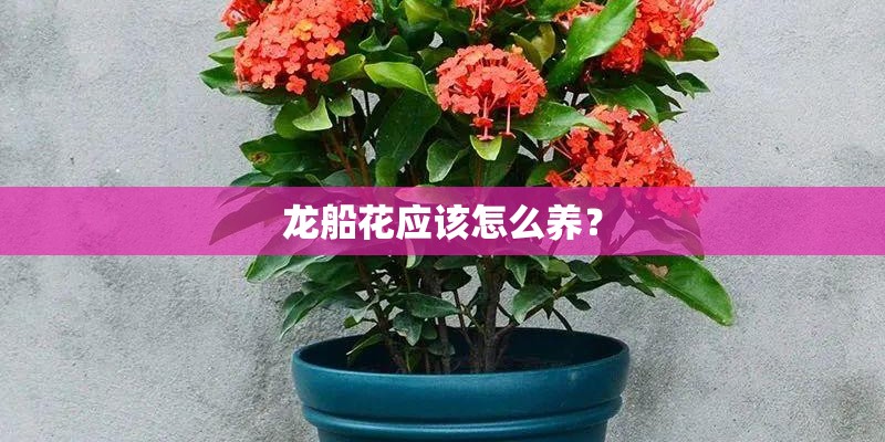龙船花应该怎么养？
