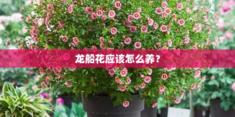 龙船花应该怎么养? 龙船花应该怎么养?