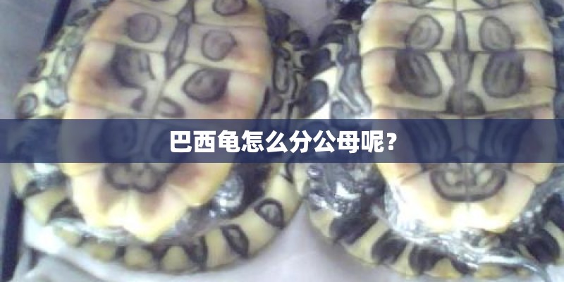 巴西龟怎么分公母呢？