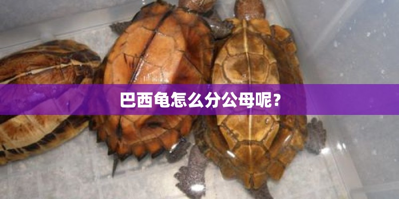巴西龟怎么分公母呢？