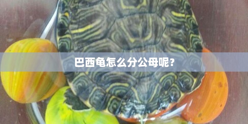 巴西龟怎么分公母呢？