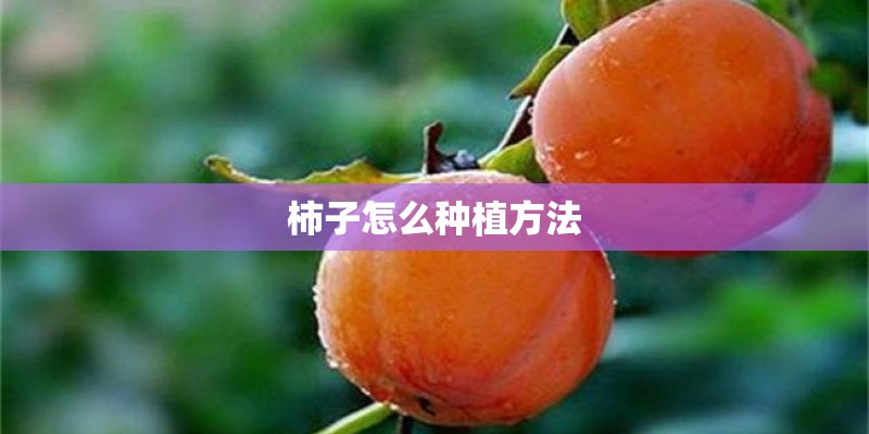 柿子怎么种植方法