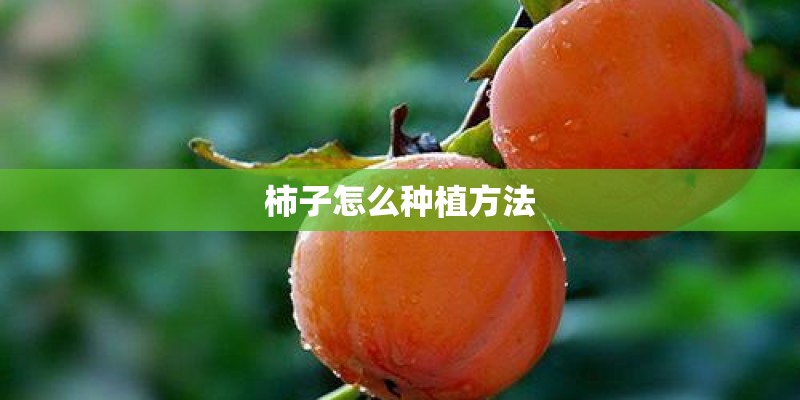 柿子怎么种植方法