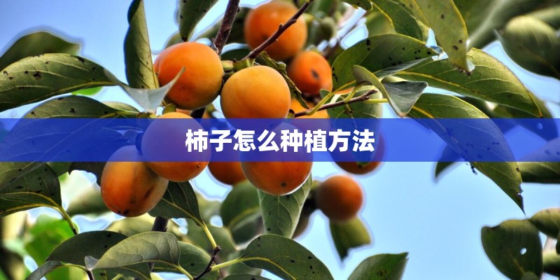 柿子怎么种植方法