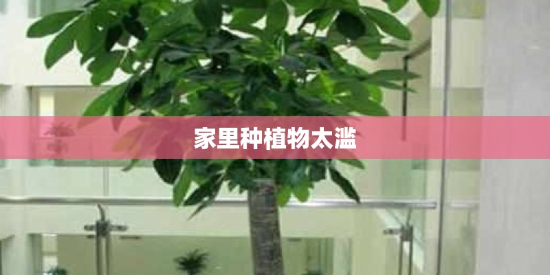 家里种植物太滥