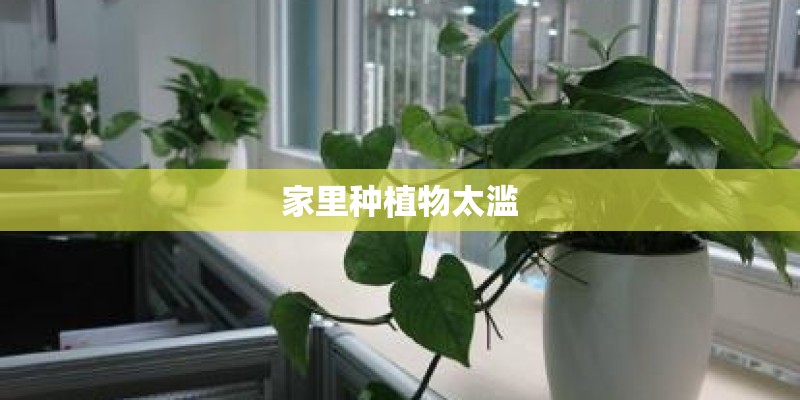 家里种植物太滥
