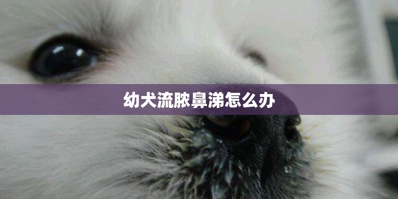 幼犬流脓鼻涕怎么办