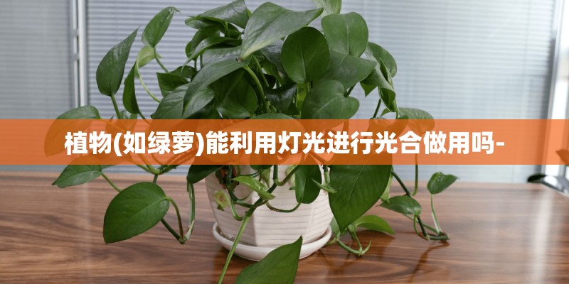 植物(如绿萝)能利用灯光进行光合做用吗-