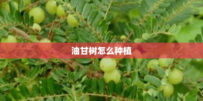 油甘树怎么种植