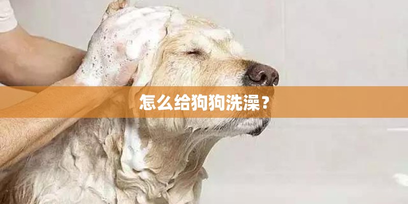 怎么给狗狗洗澡？
