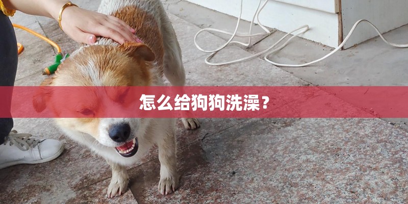怎么给狗狗洗澡？