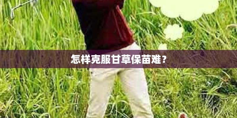 怎样克服甘草保苗难？