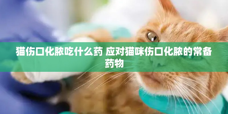 猫伤口化脓吃什么药 应对猫咪伤口化脓的常备药物
