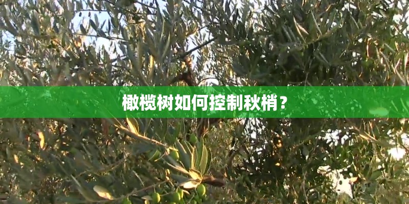 橄榄树如何控制秋梢？