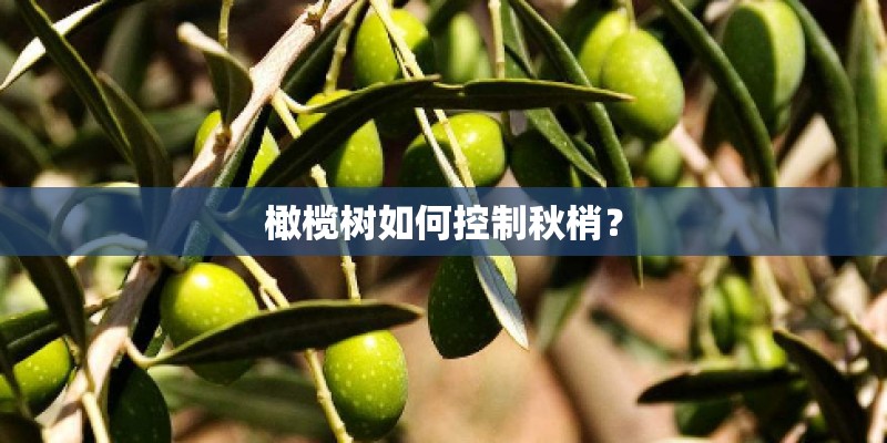 橄榄树如何控制秋梢？