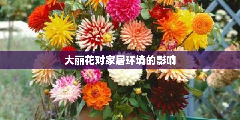 大丽花对家居环境的影响