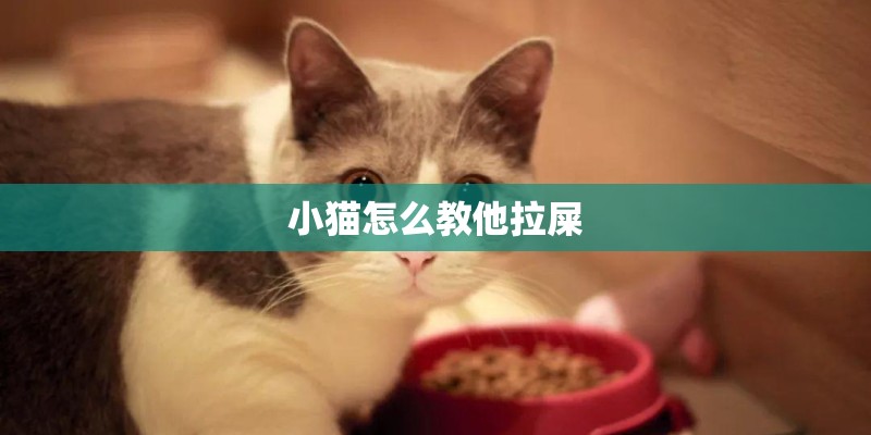 小猫怎么教他拉屎