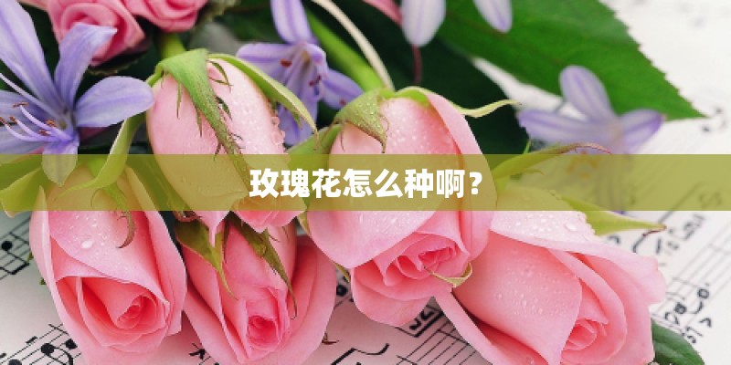 玫瑰花怎么种啊？