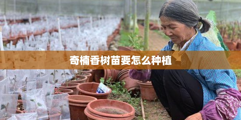 奇楠香树苗要怎么种植