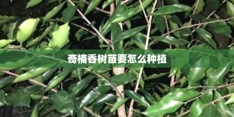 奇楠香树苗要怎么种植
