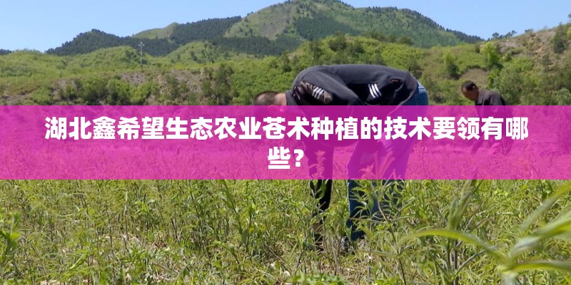 湖北鑫希望生态农业苍术种植的技术要领有哪些？