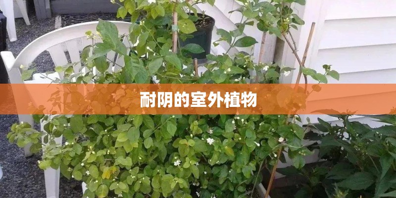 耐阴的室外植物
