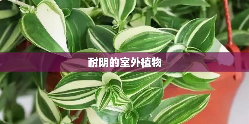 耐阴的室外植物