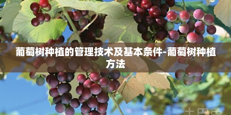 葡萄树种植的管理技术及基本条件-葡萄树种植方法