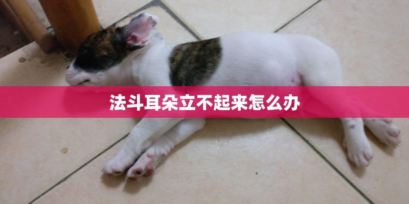 法斗耳朵立不起来怎么办
