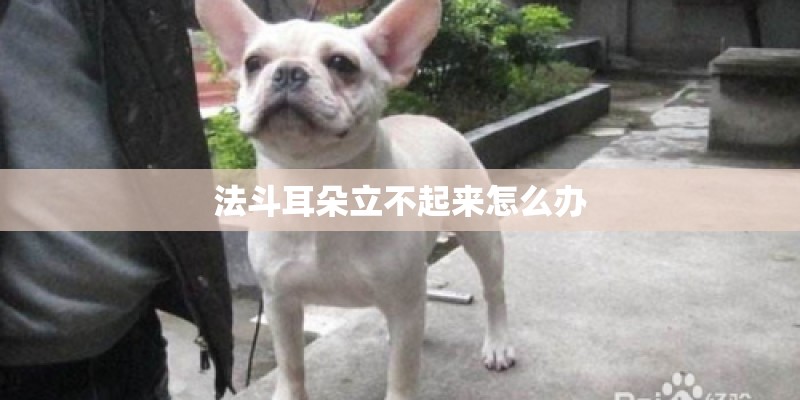 法斗耳朵立不起来怎么办