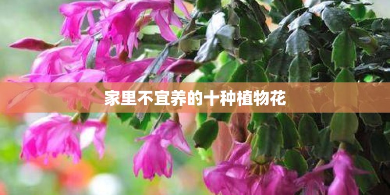 家里不宜养的十种植物花