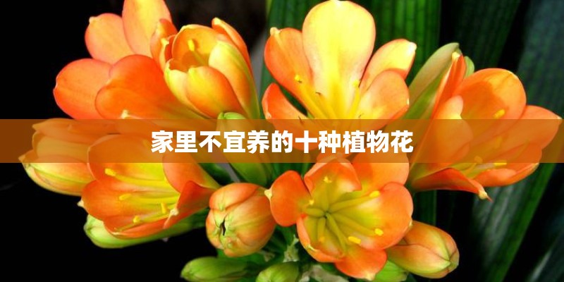 家里不宜养的十种植物花